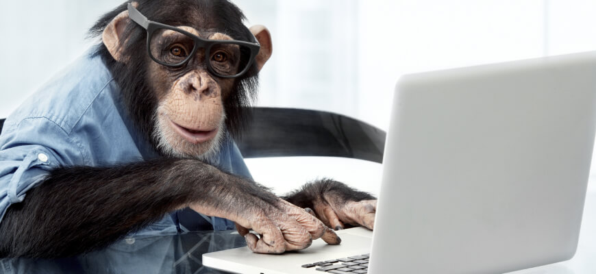 monkey with laptop